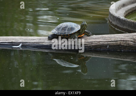 Rot-eared Slider (ist Scripta Elegans) im Schönbrunn Zoo in Wien, Österreich. Stockfoto