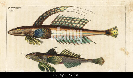 Leierfischen, Callionymus Lyra 80,81. Natürlich Kupferstich von Gottlieb Tobias Wilhelm Encyclopedia of Natural History: Fisch, Augsburg, 1804. Wilhelm (1758-1811) war ein bayerischer Pfarrer und Naturforscher, bekannt als die deutsche Buffon. Stockfoto