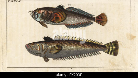 Sterne Gaffer, Uranoscopus Scaber 82 und große Weaver Fische, Trachinus Draco 83. Natürlich Kupferstich von Gottlieb Tobias Wilhelm Encyclopedia of Natural History: Fisch, Augsburg, 1804. Wilhelm (1758-1811) war ein bayerischer Pfarrer und Naturforscher, bekannt als die deutsche Buffon. Stockfoto