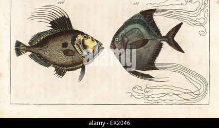 Petersfisch, Zeus Faber 126 und afrikanischer Pompano, Alectis Ciliaris 127. Natürlich Kupferstich von Gottlieb Tobias Wilhelm Encyclopedia of Natural History: Fisch, Augsburg, 1804. Wilhelm (1758-1811) war ein bayerischer Pfarrer und Naturforscher, bekannt als die deutsche Buffon. Stockfoto