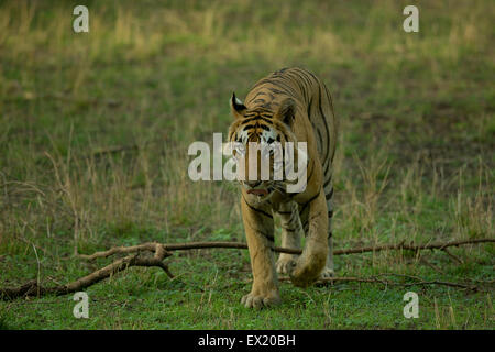 Ein royal Bengal Tiger in einem grünen Monsunwald des Ranthambhore National Park in Indien Stockfoto