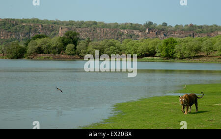 Royal Bengal Tiger zu Fuß vor dem Hintergrund des Ranthambhore Forts im Ranthambhore National Park Stockfoto