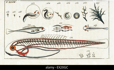 Fische laichen auf Vegetation, Fisch-Wachstum von Ei bis Larven Fingerling und Anatomie von einem Jungfischen. Natürlich Kupferstich von Gottlieb Tobias Wilhelm Encyclopedia of Natural History: Fisch, Augsburg, 1804. Wilhelm (1758-1811) war ein bayerischer Pfarrer und Naturforscher, bekannt als die deutsche Buffon. Stockfoto