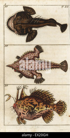 Angler oder Seeteufel Lophius Piscatorius 33, Langnasen Fledermausfisch, Ogcocephalus Vespertilio 34 und Sargassumfish, Histrio Histrio 35. Natürlich Kupferstich von Gottlieb Tobias Wilhelm Encyclopedia of Natural History: Fisch, Augsburg, 1804. Wilhelm (1758-1811) war ein bayerischer Pfarrer und Naturforscher, bekannt als die deutsche Buffon. Stockfoto