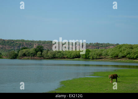 Royal Bengal Tiger zu Fuß vor dem Hintergrund des Ranthambhore Forts im Ranthambhore National Park Stockfoto