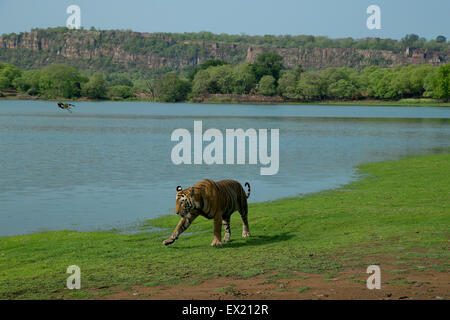 Royal Bengal Tiger zu Fuß vor dem Hintergrund des Ranthambhore Forts im Ranthambhore National Park Stockfoto