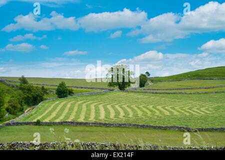 Frisch geschnitten Sie Mähwiese. Stockfoto