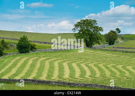 Frisch geschnitten Sie Mähwiese. Stockfoto