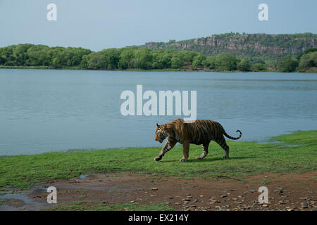 Royal Bengal Tiger zu Fuß vor dem Hintergrund des Ranthambhore Forts im Ranthambhore National Park Stockfoto