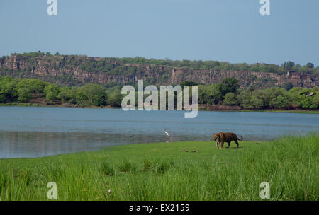 Royal Bengal Tiger zu Fuß vor dem Hintergrund des Ranthambhore Forts im Ranthambhore National Park Stockfoto