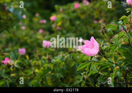 Hell glänzend rosa Wildrose mit enthärtetem Wildrosen Strauch im Hintergrund Stockfoto