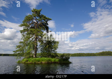Große alte Pinie auf einer kleinen Insel in einem ruhigen See in Schweden Stockfoto