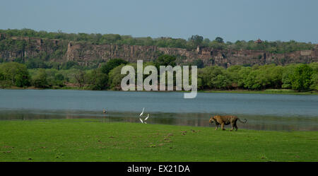 Royal Bengal Tiger zu Fuß vor dem Hintergrund des Ranthambhore Forts im Ranthambhore National Park Stockfoto