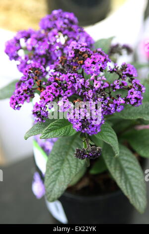 Heliotrop Marino Blau Blumen in voller Blüte Stockfoto