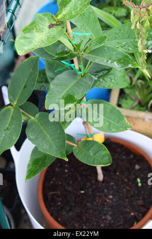 Wachsende Syzygium Samarangense oder bekannt als Wachs Jambu in einem Topf Stockfoto