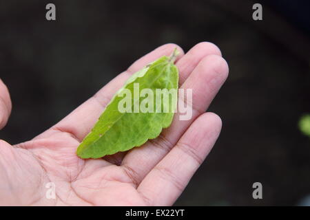 Süßes Kraut Stevia Rebaudiana Blatt halten in der hand Stockfoto