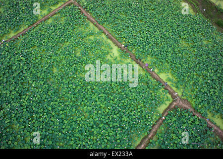 Peking, China. 3. Juli 2015. Foto aufgenommen am 3. Juli 2015 zeigt eine Luftaufnahme von einem Lotusteich in Hengdian Stadt Dongyang City, Ost-China Zhejiang Province. © Bao Kangxuan/Xinhua/Alamy Live-Nachrichten Stockfoto