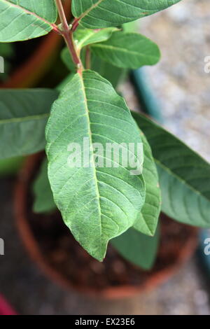 Schuss von Guave Blatt hautnah Stockfoto