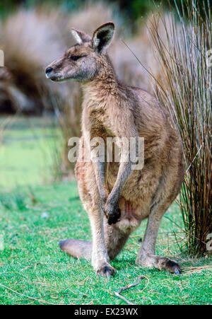 Ein Gefangener Förster Känguru (Macropus Giganteus Tasmaniensis) in Tasmanien, Australien Stockfoto