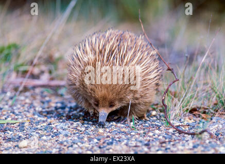 Wilde Echidna Futtersuche auf der Freycinet Halbinsel in Ost-Tasmanien-Australien Stockfoto