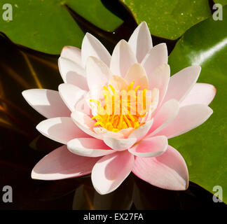 Eine große rosa Seerose auf dem Wasser mit Blättern, Ansicht, horizontale schließen. Stockfoto