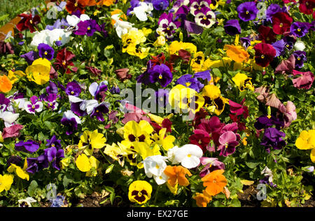 Blumenbeet mit vielen Stiefmütterchen (Viola Tricolor) aus verschiedenen Farben, horizontal. Stockfoto