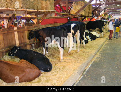 Vorbereitung Milchvieh zu der Show im Royal Adelaide Show, South Australia. Stockfoto