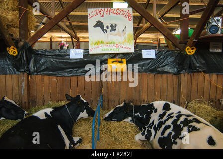 Vorbereitung Milchvieh zu der Show im Royal Adelaide Show, South Australia. Stockfoto