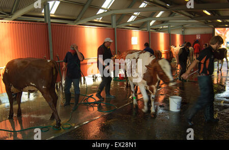 Vorbereitung Milchvieh zu der Show im Royal Adelaide Show, South Australia. Stockfoto