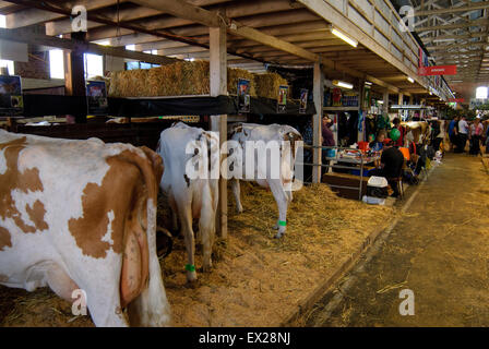 Vorbereitung Milchvieh zu der Show im Royal Adelaide Show, South Australia. Stockfoto