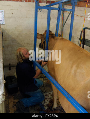 Vorbereitung Milchvieh zu der Show im Royal Adelaide Show, South Australia. Stockfoto