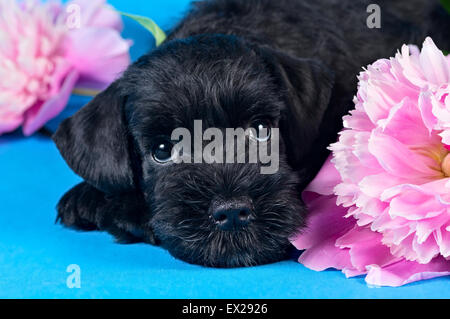 Zwergschnauzer Welpe liegend unter Blumen Stockfoto