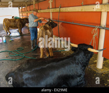 Vorbereitung Milchvieh zu der Show im Royal Adelaide Show, South Australia. Stockfoto