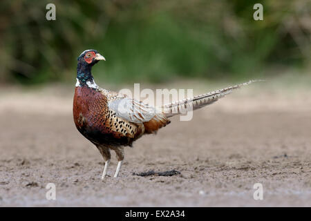 Gemeinsamen Fasan, Phasianus Colchicus, Einzel männlich auf Schlamm, Warwickshire, Juli 2015 Stockfoto