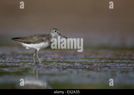 Grüne Flussuferläufer, Tringa Ochropus, einziger Vogel durch Wasser, Warwickshire, Juli 2015 Stockfoto