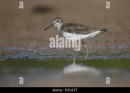 Grüne Flussuferläufer, Tringa Ochropus, einziger Vogel durch Wasser, Warwickshire, Juli 2015 Stockfoto