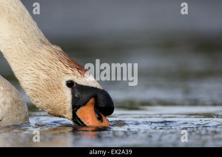 Höckerschwan Cygnus Olor, single Vogelkopf erschossen im Wasser, Warwickshire, Juli 2015 Stockfoto