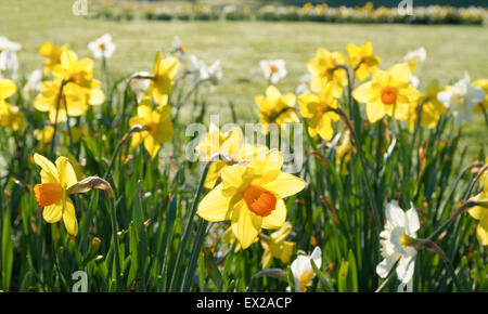 blühende gelbe Narzisse Blumen in einem park Stockfoto