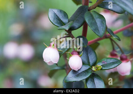 Ugni Molinae 'Ka-Pow' Blumen. Chilenische Guave im Garten. Stockfoto