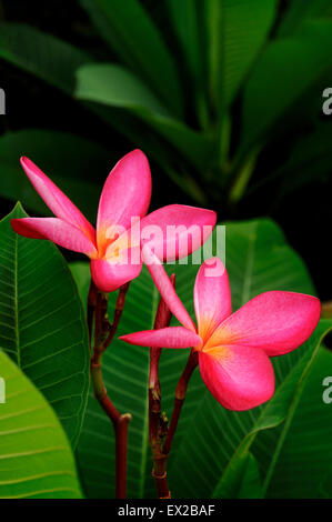 roten Plumeria Blume auf Baum Stockfoto