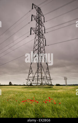 Mohn wächst in einem Feld von Gerste unter Strommasten und Kabel in der Nähe von Wenlocker, in der Nähe von Ironbridge, Shropshire, UK Stockfoto