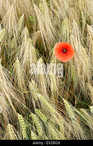 Mohn wächst in einem Feld von Gerste in der Nähe von Wenlocker, in der Nähe von Ironbridge, Shropshire, UK Stockfoto