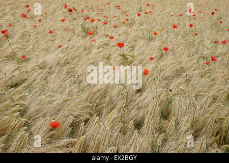 Mohn wächst in einem Feld von Gerste in der Nähe von Wenlocker, in der Nähe von Ironbridge, Shropshire, UK Stockfoto