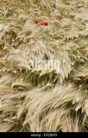 Mohn wächst in einem Feld von Gerste in der Nähe von Wenlocker, in der Nähe von Ironbridge, Shropshire, UK Stockfoto