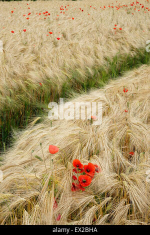 Mohn wächst in einem Feld von Gerste in der Nähe von Wenlocker, in der Nähe von Ironbridge, Shropshire, UK Stockfoto