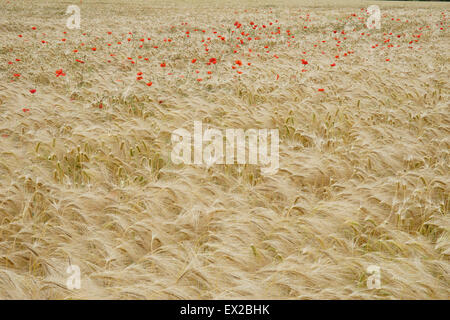 Mohn wächst in einem Feld von Gerste in der Nähe von Wenlocker, in der Nähe von Ironbridge, Shropshire, UK Stockfoto