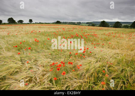 Mohn wächst in einem Feld von Gerste in der Nähe von Wenlocker, in der Nähe von Ironbridge, Shropshire, UK Stockfoto