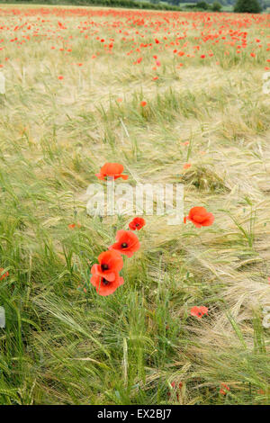 Mohn wächst in einem Feld von Gerste in der Nähe von Wenlocker, in der Nähe von Ironbridge, Shropshire, UK Stockfoto