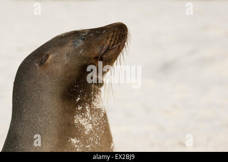 Seelöwen am Strand die Sonne genießen Stockfoto