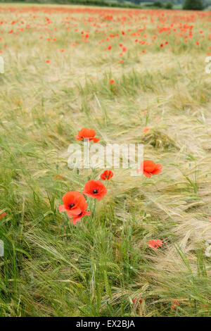 Mohn wächst in einem Feld von Gerste in der Nähe von Wenlocker, in der Nähe von Ironbridge, Shropshire, UK Stockfoto
